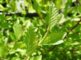 Listen to ulme | soundcloud is an audio platform that lets you listen to what you love and share the sounds you create. Baumschule Eggert Blutenstraucher Baumschulen Heckenpflanzen Sibirische Ulme Ganz Einfach Direkt Beim Pflanzenhandel Eggert Online Kaufen