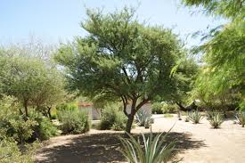 Image result for Acacia gerrardii