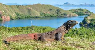 Black jelarang has become one of the native animals in bali that live in most of the trees in bali. Indonesia Facts For Kids Geography Travel People Food Animal