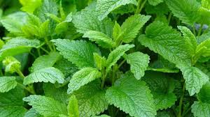 Conozca la planta que ayuda a calmar la ansiedad, conciliar el sueño y  ayuda con la digestión