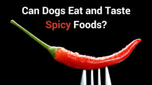 What happens when dogs eat spicy foods? Can Dogs Eat And Taste Spicy Foods Smart Dog Owners