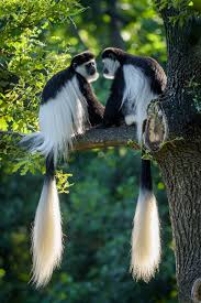 Colobus Monkeys Cuddly Animals Unique Animals Animals Beautiful