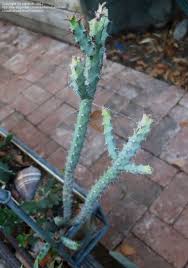 Image result for Euphorbia schinzii