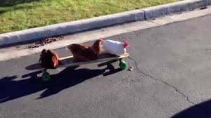 Choose your size, your deck, & get rolling with our skateboard! Chickens On A Skateboard Youtube