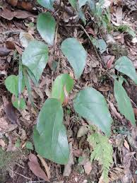 Image result for Begonia poculifera