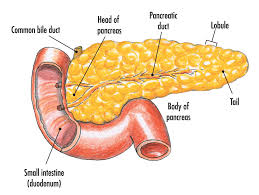 Liver translate in hindi ✅⭐✅ ancira jeep san antonio. Common Bile Duct Meaning In Hindi