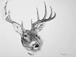 Black And White Pictures Of Whitetail Deer Cool Black And White Drawings Texas Whitetail Deer Deer Drawing Pig Art Deer Artwork