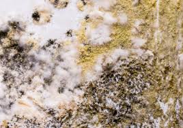 Check spelling or type a new query. How To Identify And Eliminate Mold Mites Pest Control Geek