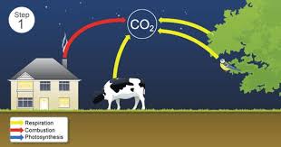 Step 1 Carbon In The Atmosphere Can Come From The Respiration Of Plants And Animals And Combustion Burnin Carbon Cycle Environmental Science Photosynthesis