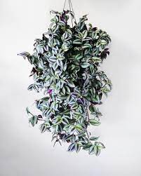 Seperti yang ada di bawah ini, ada banyak tanaman hias gantung yang bisa kamu pilih. Tanaman Hias Gantung Zebrina Bibit Tanaman Hias Rambat Bunga Tradescantia Zebrakraut Lazada Indonesia