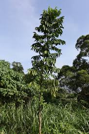 Image result for Aphanamixis