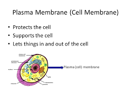 The cytoplasm plays a mechanical role, i.e. Cell Organelles Flashcards Plasma Membrane Cell Membrane Protects The Cell Supports The Cell Lets Things In And Out Of The Cell Plasma Cell Membrane Ppt Download