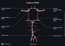 Image result for Posterior Circulation