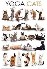 Yoga Cats Come To Clarkston Hot Yoga In Clarkston Mi For All Of Your Yoga And Fitness Needs Feel Free To Call 248 6 Kedi Illustrasyonlar Evcil Hayvanlar