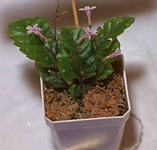 Image result for Streptocarpus erubescens