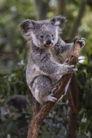 Koala Phascolarctos Cinereus Lone Pine Sanctuary Brisbane Queensland Australia Pacific Photographic Print Michael Runkel Art Com In 2021 Koala Rare Animals Endangered Species
