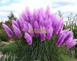 Pink Pampas Grass Seeds White Pampas Grass Seeds Cortaderia Etsy Plants Grasses Garden Pampas Grass Seed