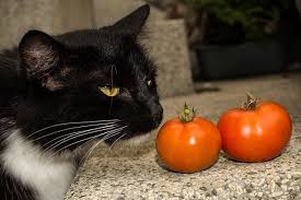 According to them, even one cherry tomato can cause severe. 17 Things About Can Cats Eat Tomatoes You Should Read It