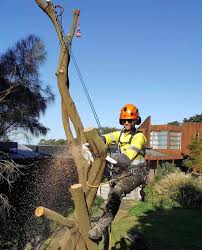 Southern Tree Service - Mornington Peninsula Tree Service Professionals