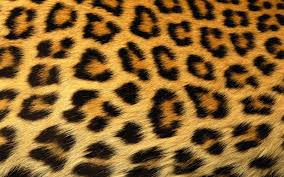 See more ideas about cheetah print wallpaper, print wallpaper, animal print wallpaper. Cheetah Print Wallpapers Top Free Cheetah Print Backgrounds Wallpaperaccess