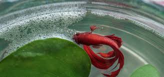 Bubble Nests Fish Care