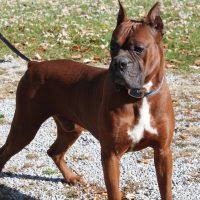 To learn more about each adoptable dog, click on the i icon for some fast facts, or click on their name or photo for full. Boxer Puppies For Sale In Ohio Boxer Breeders And Information