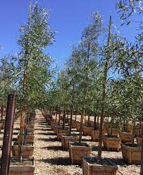 Image result for Acacia melanoxylon