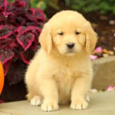 Review how much golden retriever puppies for sale sell for below. Golden Retriever Puppies For Sale Price Petsidi