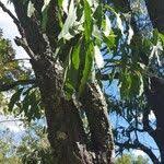 Image result for Faurea saligna