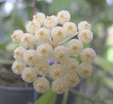 571 hoya lacunosa heart shape leaf (splash) 30. Hoya Lacunosa Cv Silver Leaves Uhlig Kakteen More Than 5 000 Different Species