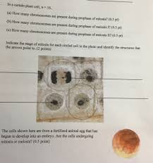 We did not find results for: In A Certain Plant Cell N 16 A How Many Chegg Com