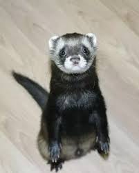 Neutered males generally grow bigger, weighing between 4 to 6 pounds, while unneutered males only weigh around 2 to 4 pounds. How To Teach A Ferret Its Name Quora