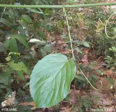 Image result for Gouania scandens