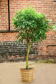 Image result for Ficus demeusei