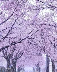 いいね 693件 コメント32件 nobu nobuhiko nagaoka のinstagramアカウント 雪桜 春の雪舞う桜並木 2020 3 29 撮影地 栃木県 宇都宮市 栃木 宇 abstract artwork abstract japanese prefectures
