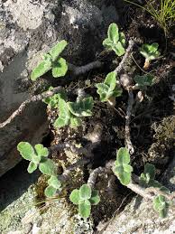 Image result for Coleus caudatus