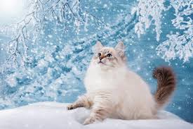 We divided them into 40 dog names and 20 cat names, but you can definitely name your feline after a pup or vice versa. 49 Disney Cat Names For Your Fairytale Feline Great Pet Care