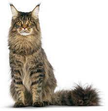 How Much Is A Maine Coon Cat In South Africa