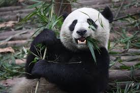 15 player public game completed on august 13th, 2018 147 1 3 hrs. How To Argue With Someone Who Says Pandas Deserve To Die