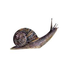 Pin By Winston Livingston The 1st On Logo Snail Snails In Garden A Level Art Sketchbook