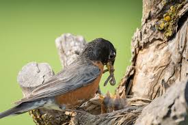 Soon parents give them whole worms and large insects. How To Help A Baby Bird With Sour Crop