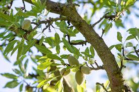 How to Grow and Care for Almond Trees