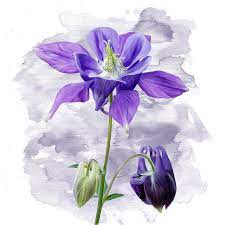 Pin On Columbine