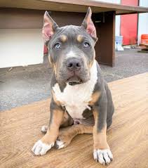 Get all of hollywood.com's best movies lists, news, and more. Pitbull Ear Cropping Should You Crop Your Pitbull S Ears