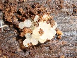 Snails are hatched from eggs that are buried beneath the surface layer of the soil or, in the. Baby Snails And Slugs Facts About Snails