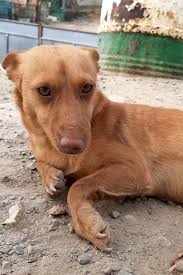 Badija in Spanien: Hogar de Asis, La Carolina