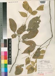 Image result for Haplocoelum