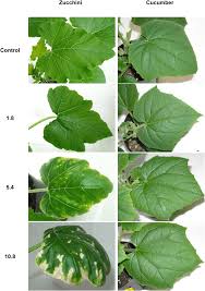 Check spelling or type a new query. Visible Injuries On Leaves Of Zucchini And Cucumber Grown On The Download Scientific Diagram