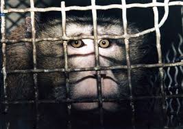Image result for image of abused monkey with wiring to head