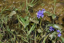 Image result for Monochoria africana